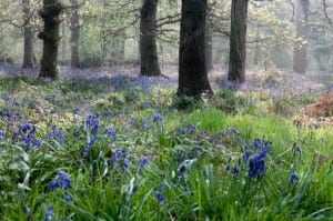 A Rainy Spring with the Bluebells (2012) Charnwood Forest.